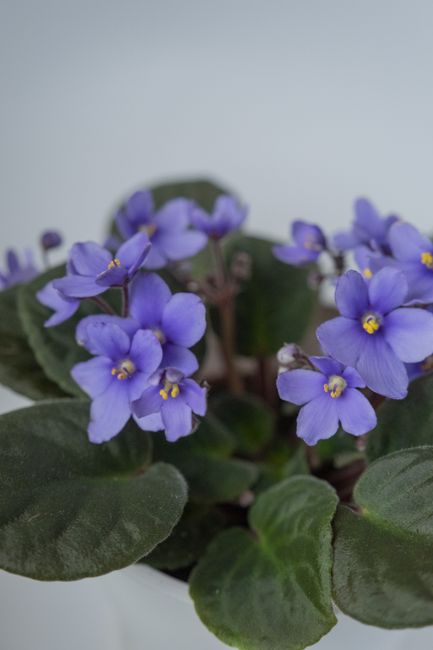 African Violet - Bright indirect indoor plant