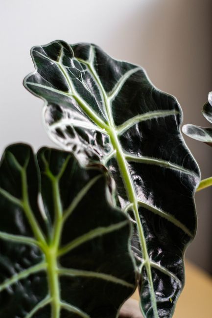 Alocasia 'Polly' - Bright indirect indoor plant