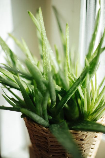 Aloe Vera - Direct sun indoor plant