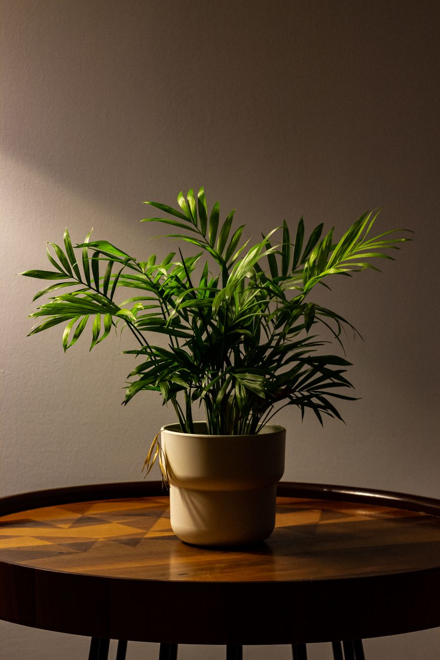 Bamboo Palm - Low light indoor plant