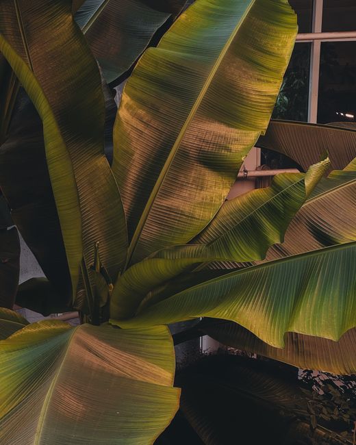 Banana Plant - Direct sun indoor plant