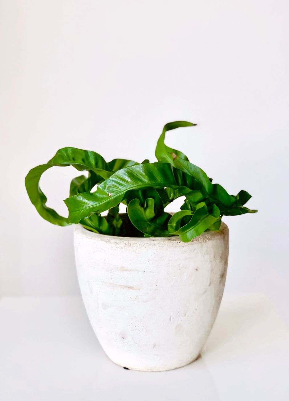 Bird's Nest Fern - Medium light indoor plant