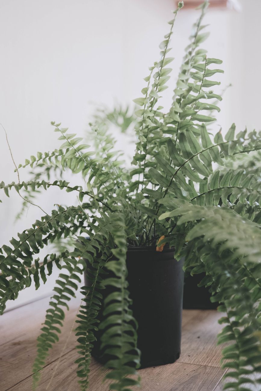 Boston Fern - Medium light indoor plant