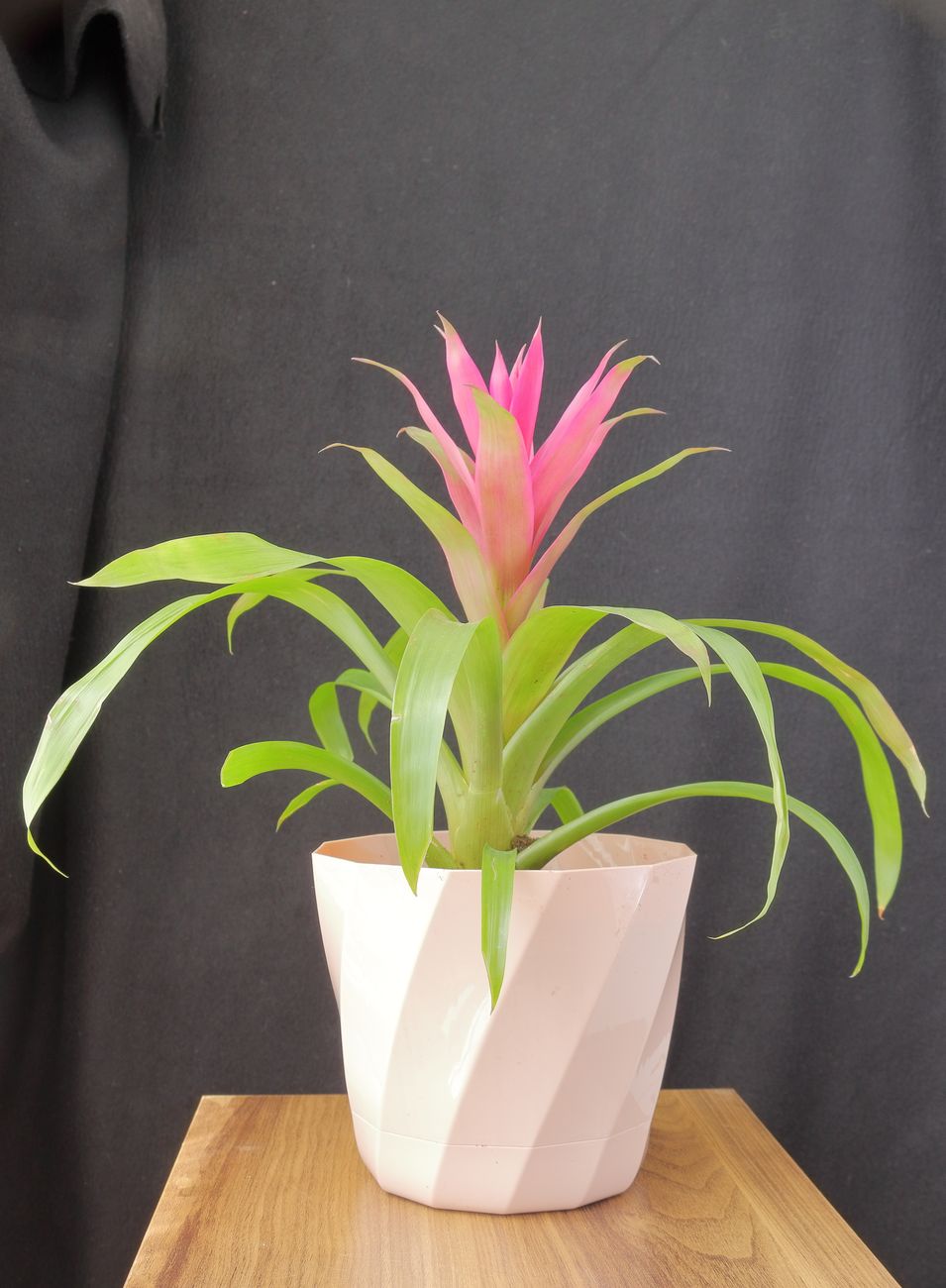 Bromeliad - Medium light indoor plant