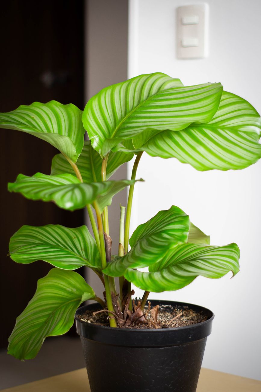 Calathea Orbifolia - Medium light indoor plant