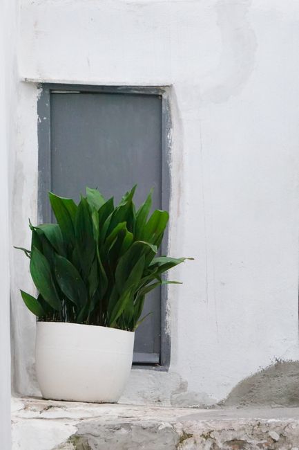 Cast Iron Plant - Low light indoor plant