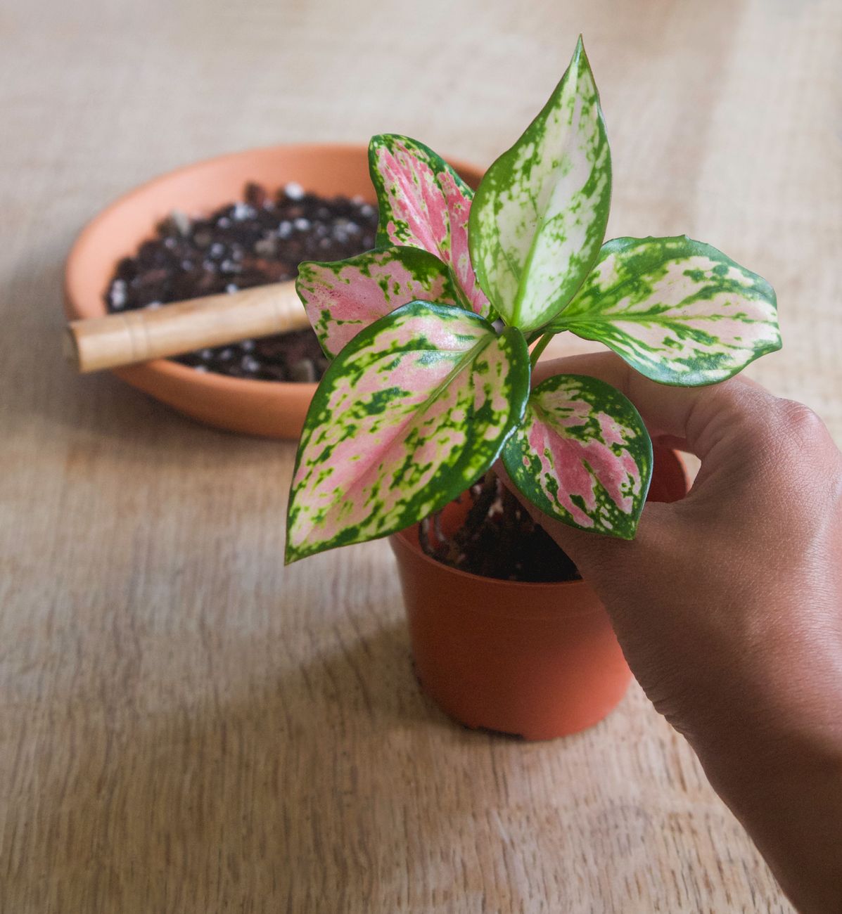 Chinese Evergreen - Low light indoor plant