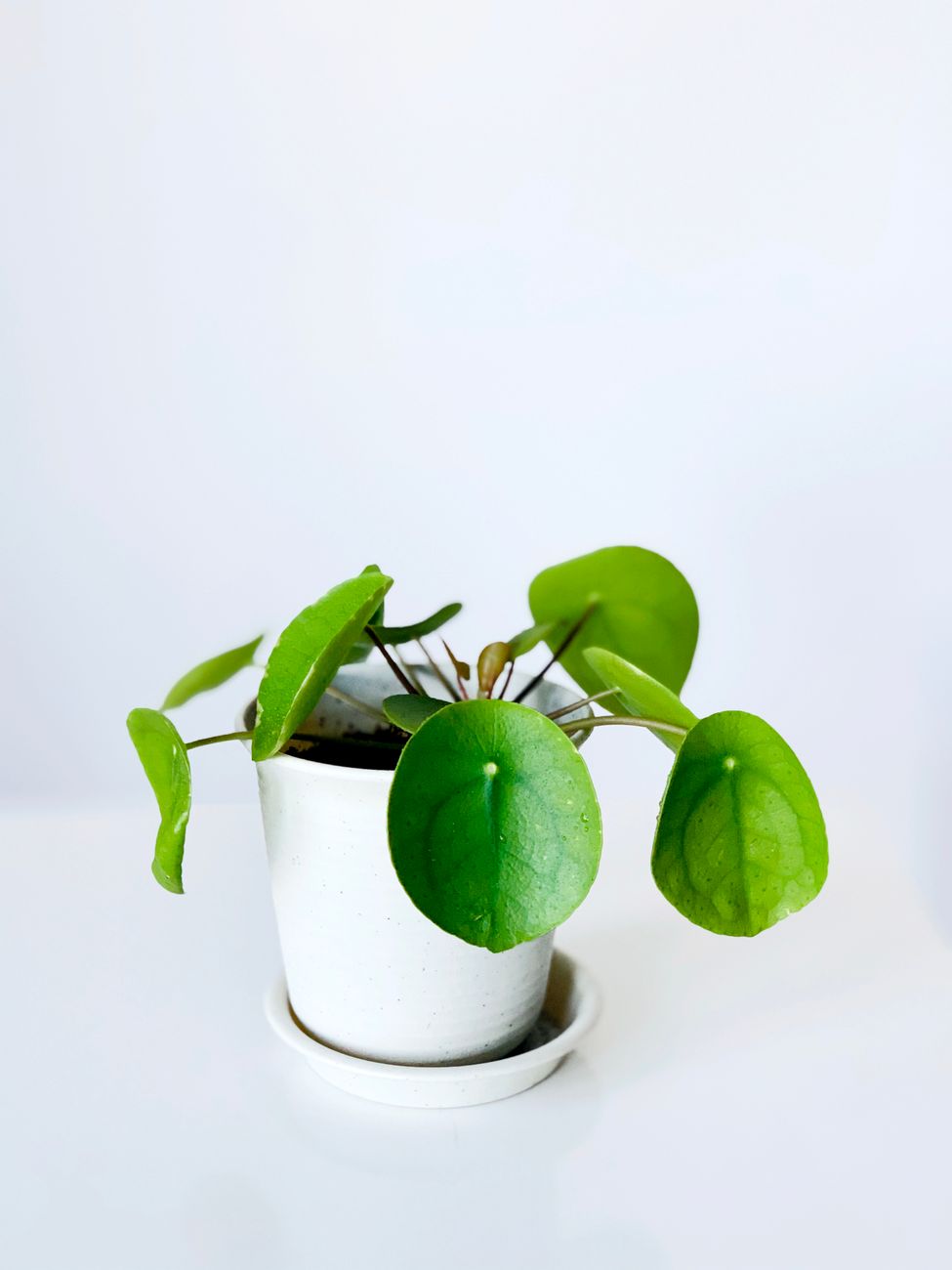 Chinese Money Plant - Bright indirect indoor plant