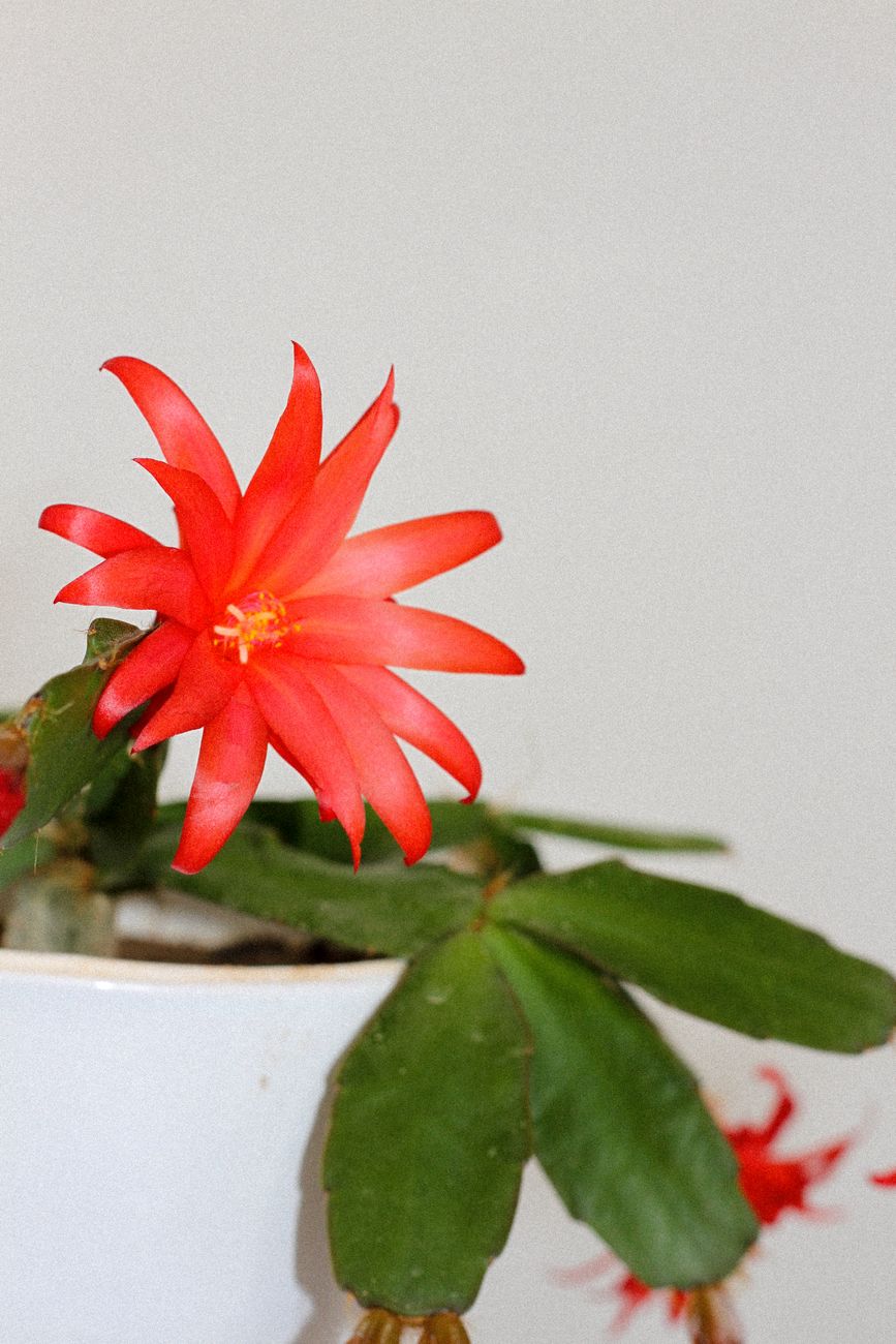 Christmas Cactus - Bright indirect indoor plant