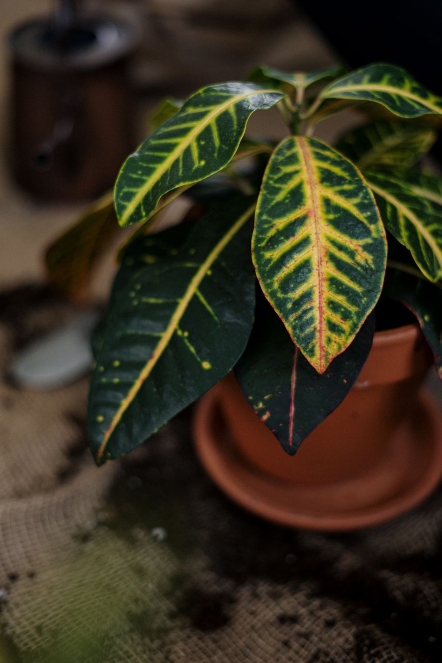 Croton - Bright indirect indoor plant