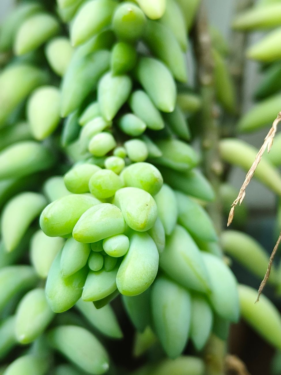 Donkey's Tail - Direct sun indoor plant