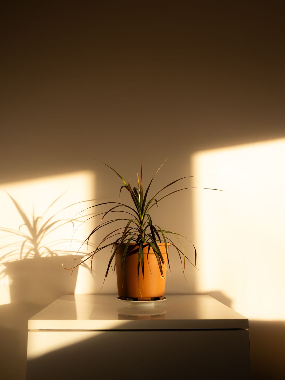 Dracaena Marginata - Medium light indoor plant