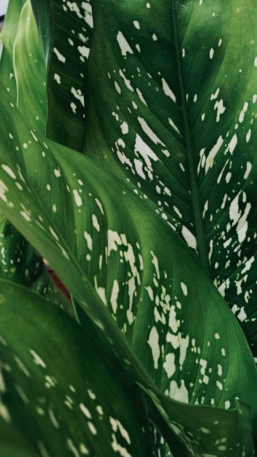 Dumb Cane - Low light indoor plant