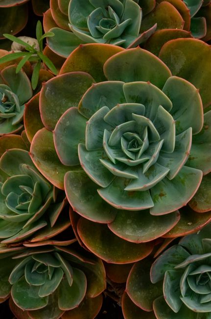 Echeveria Mix - Direct sun indoor plant