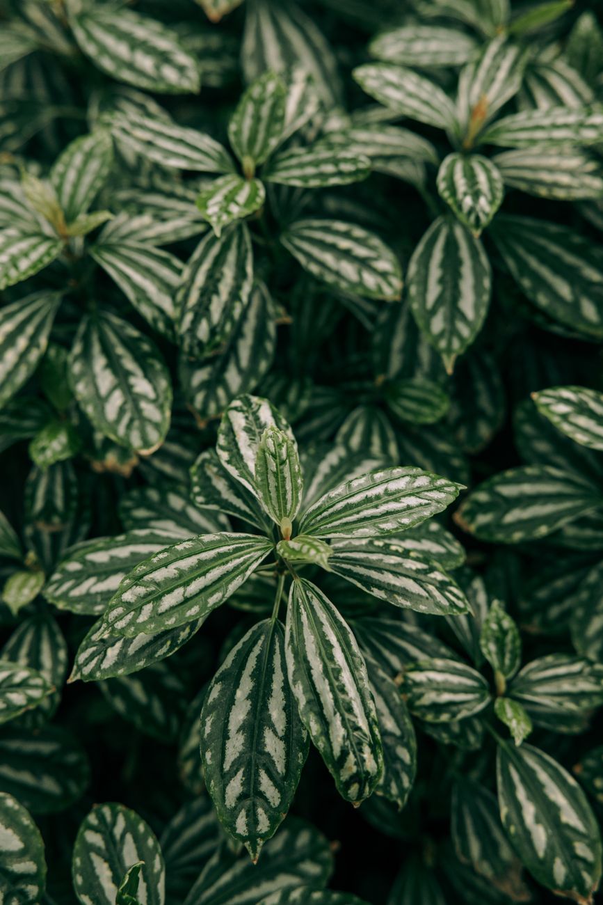 Friendship Plant - Bright indirect indoor plant