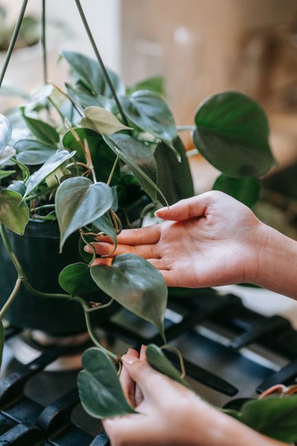 Heartleaf Philodendron - Medium light indoor plant