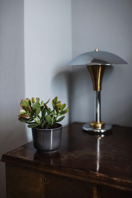 Jade Plant - Direct sun indoor plant