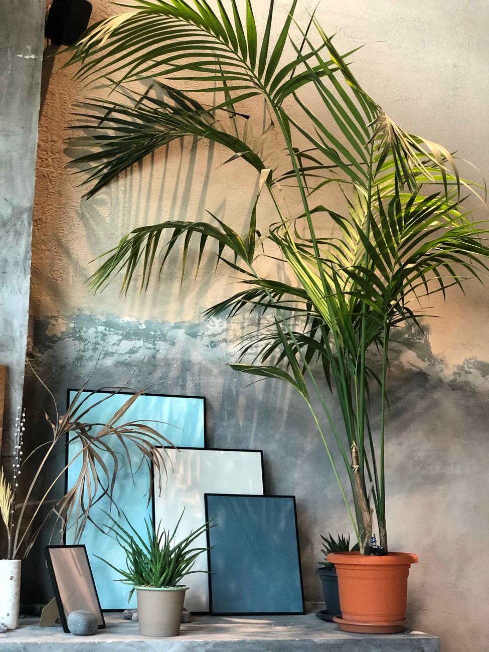 Kentia Palm - Medium light indoor plant