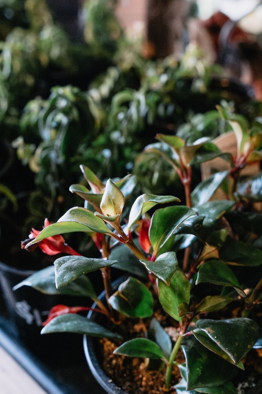 Lipstick Plant - Bright indirect indoor plant