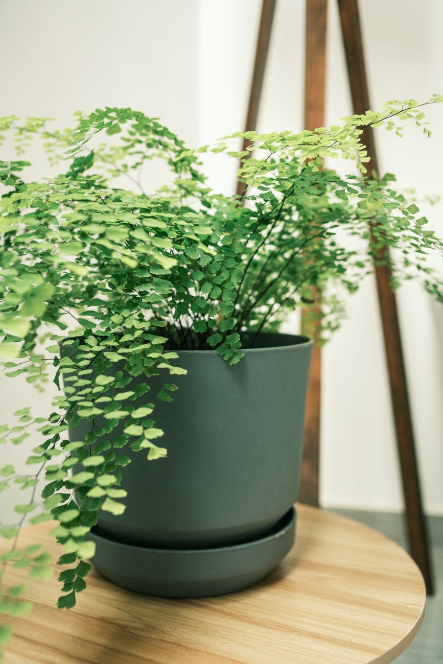 Maidenhair Fern - Medium light indoor plant