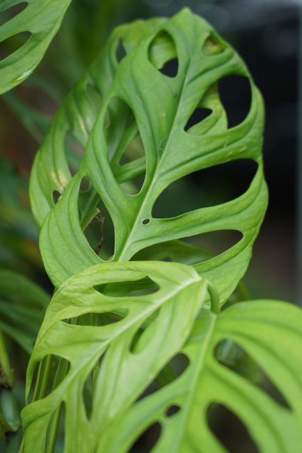 Monstera Adansonii - Bright indirect indoor plant