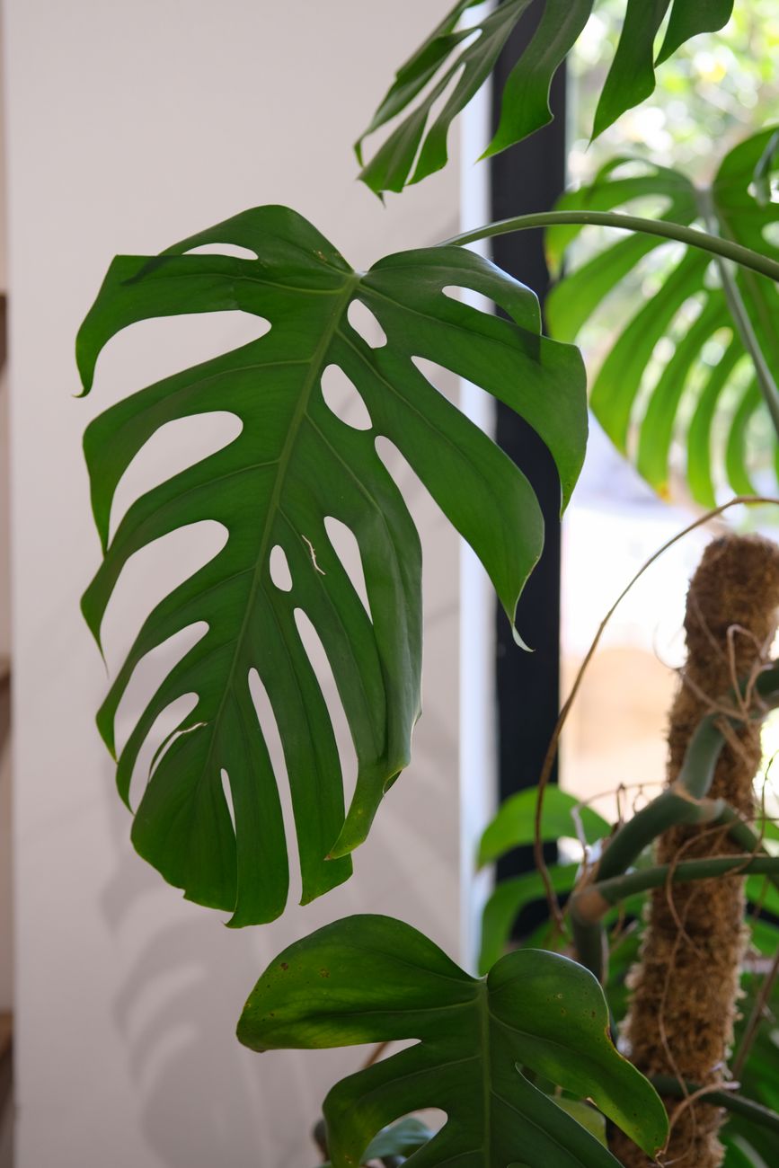 Monstera Deliciosa - Bright indirect indoor plant