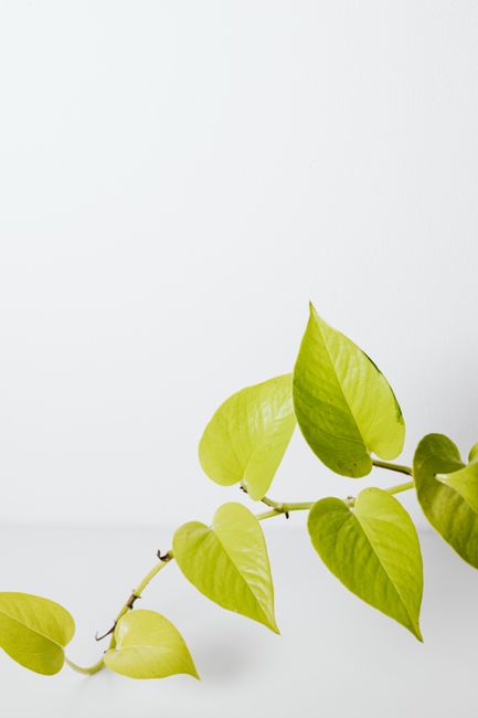 Neon Pothos - Bright indirect indoor plant