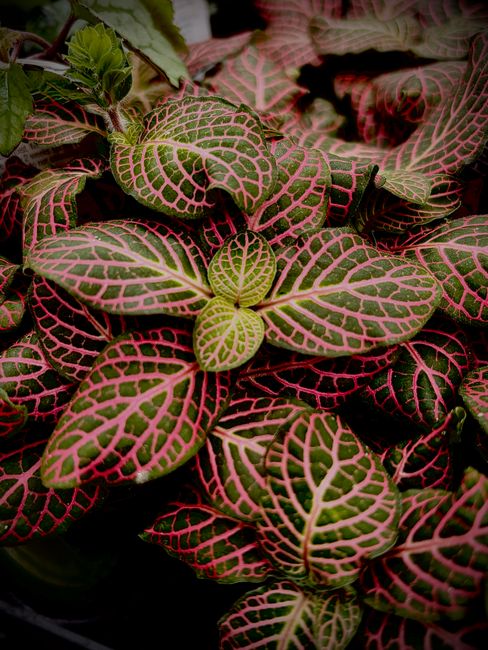 Nerve Plant - Bright indirect indoor plant