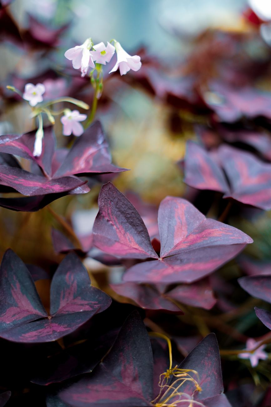 Oxalis Triangularis - Medium light indoor plant