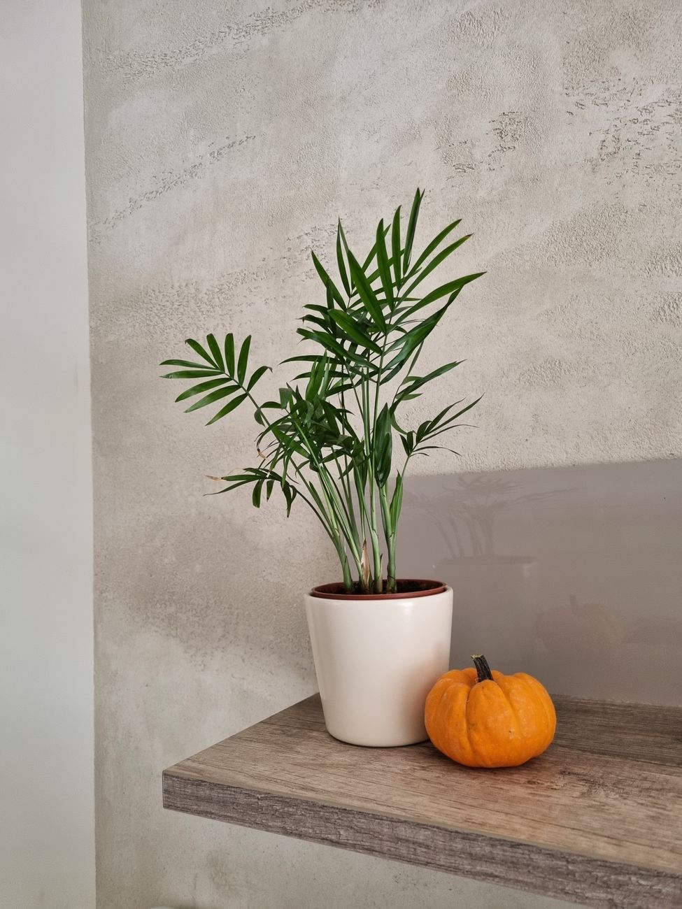 Parlour Palm - Low light indoor plant