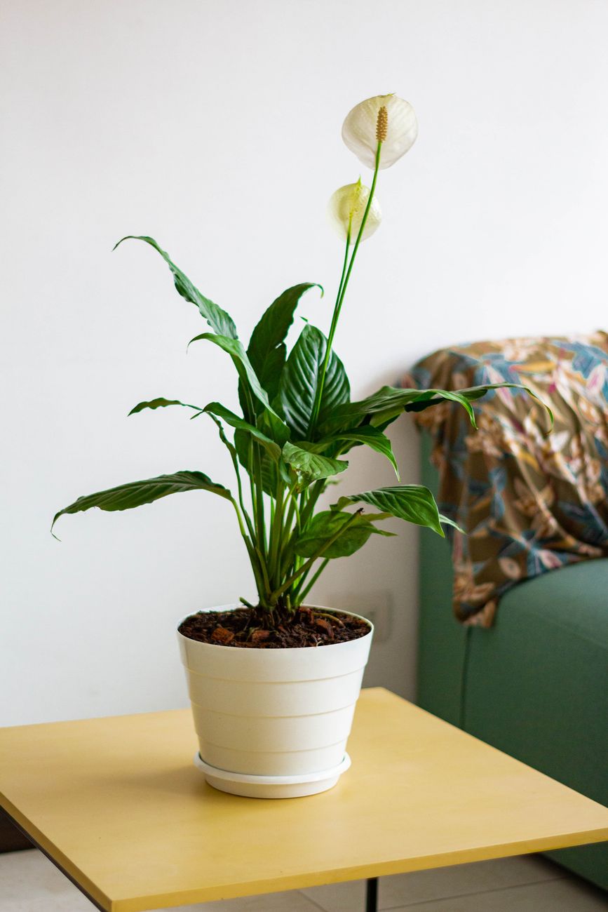 Peace Lily - Low light indoor plant