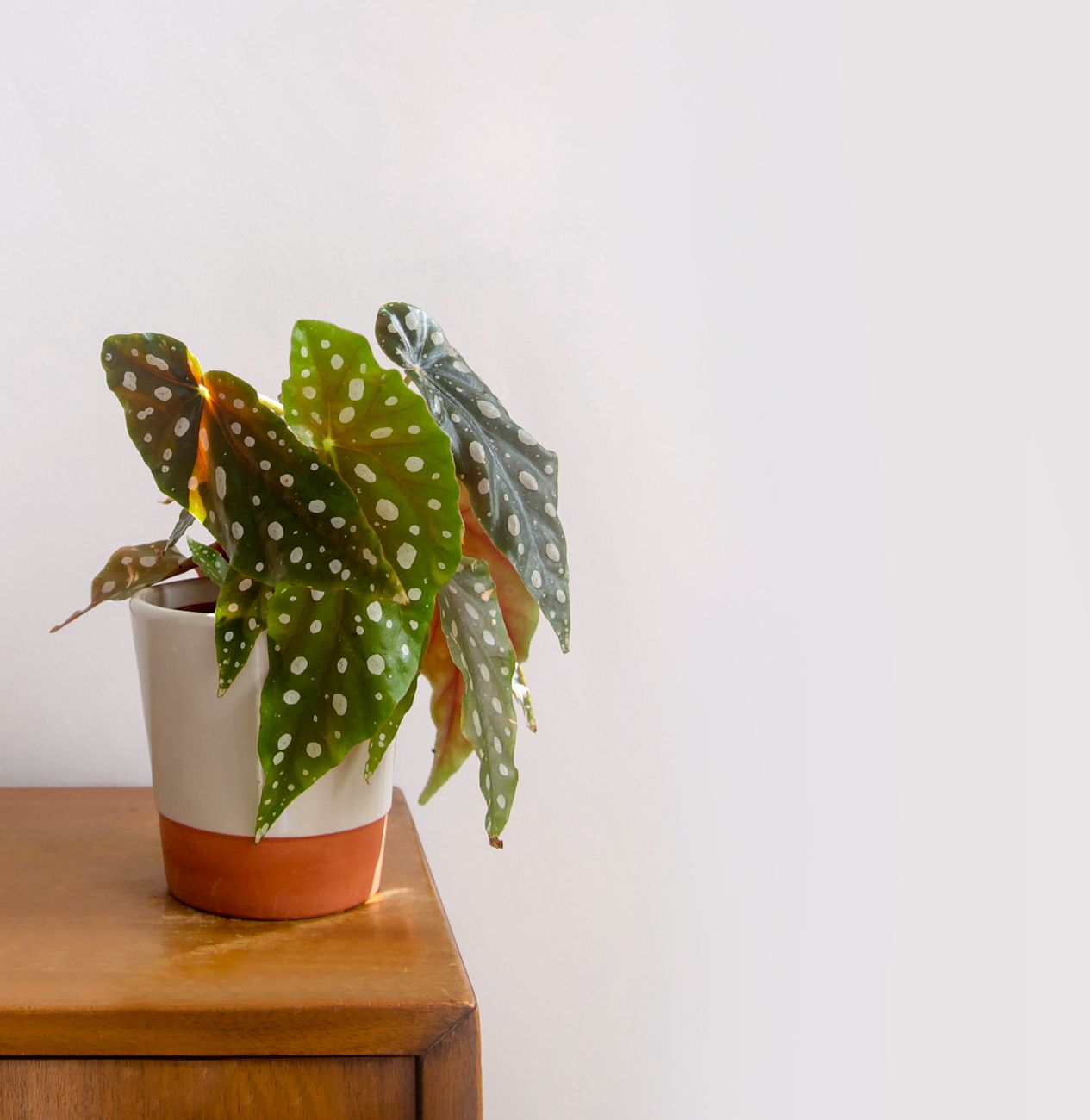 Polka Dot Begonia - Bright indirect indoor plant