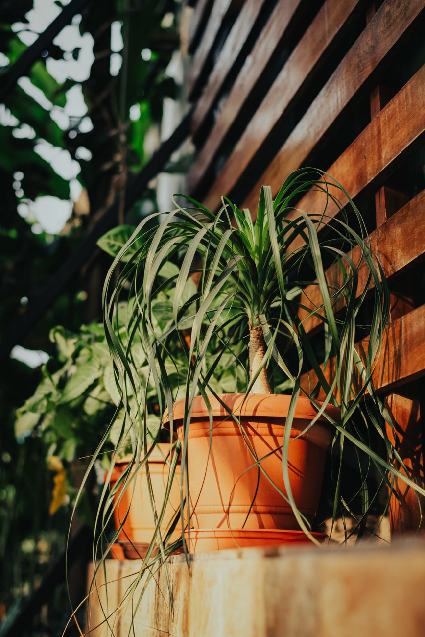 Ponytail Palm - Direct sun indoor plant