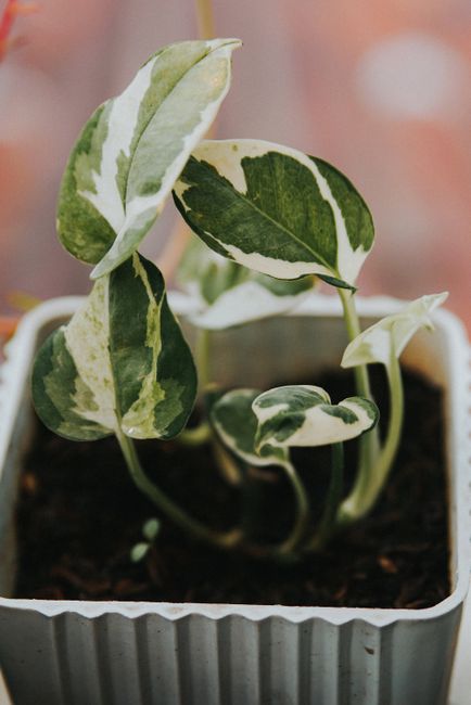 Pothos 'N'Joy' - Medium light indoor plant