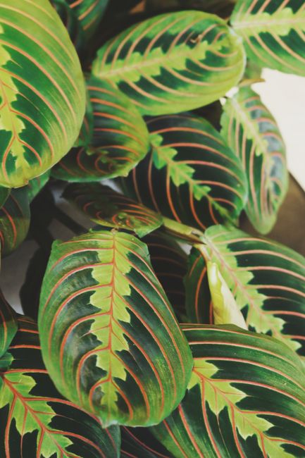 Prayer Plant - Medium light indoor plant