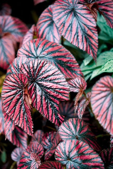 Rex Begonia - Medium light indoor plant
