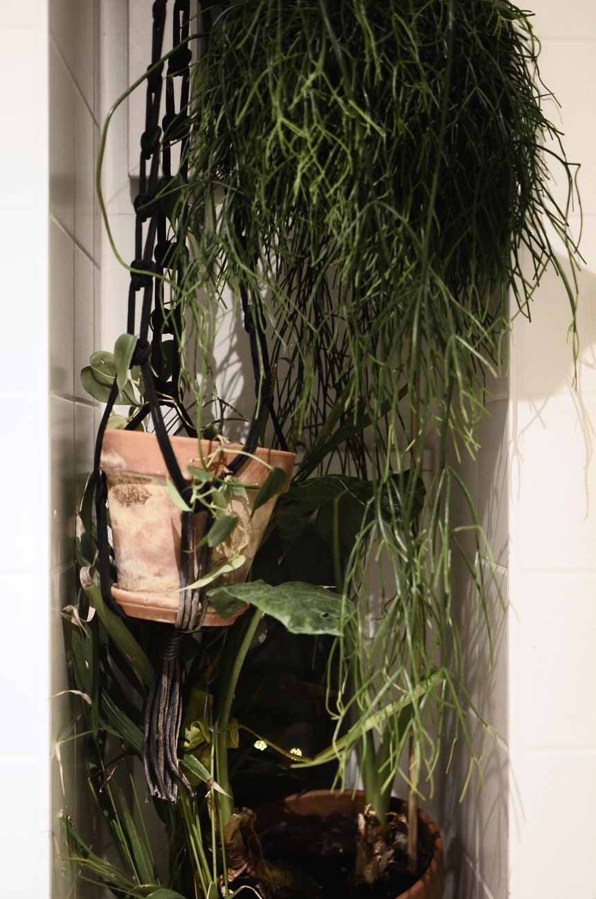 Rhipsalis - Low light indoor plant