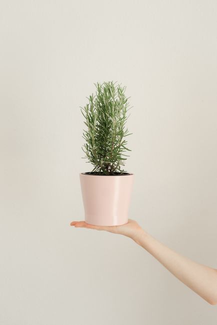 Rosemary - Direct sun indoor plant
