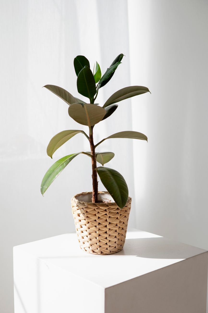 Rubber Plant - Bright indirect indoor plant