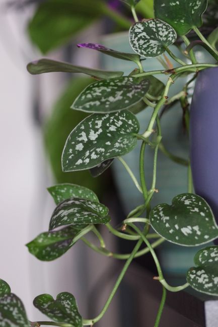 Satin Pothos - Bright indirect indoor plant