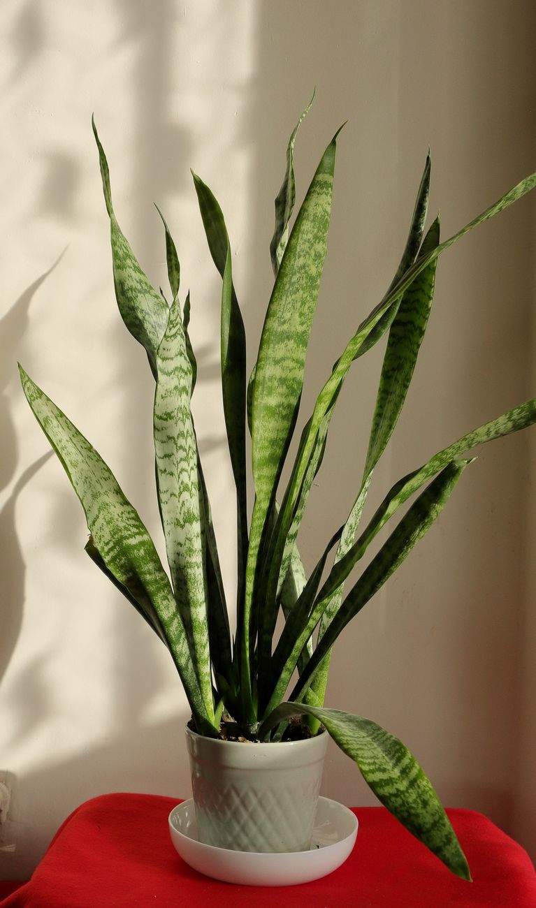 Snake Plant - Low light indoor plant