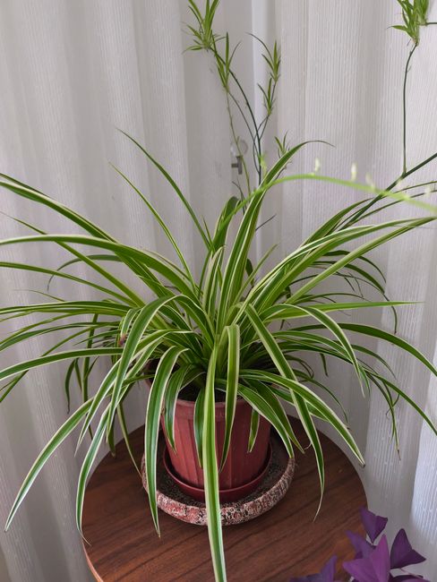 Spider Plant - Medium light indoor plant