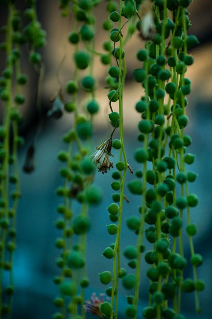 String of Pearls - Direct sun indoor plant