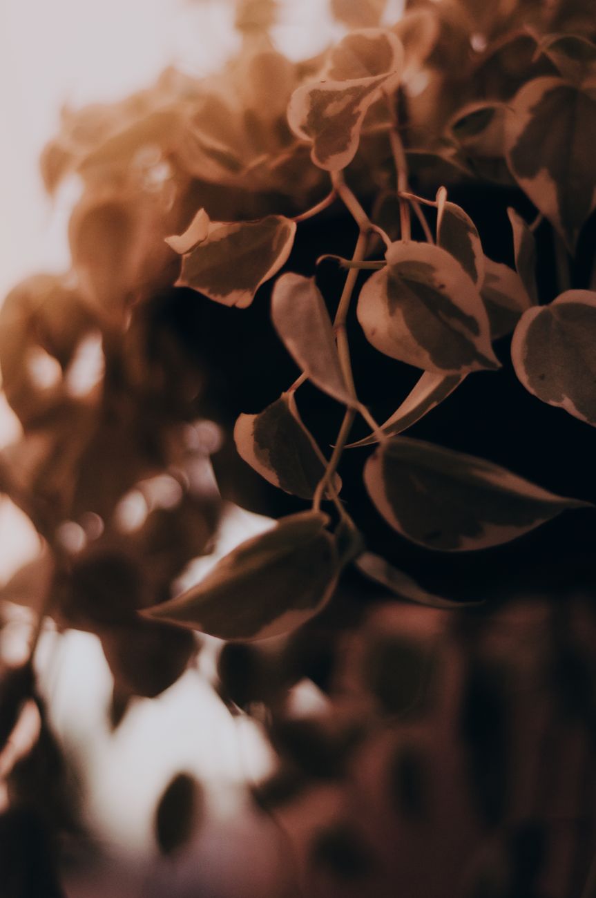 String of Turtles - Bright indirect indoor plant