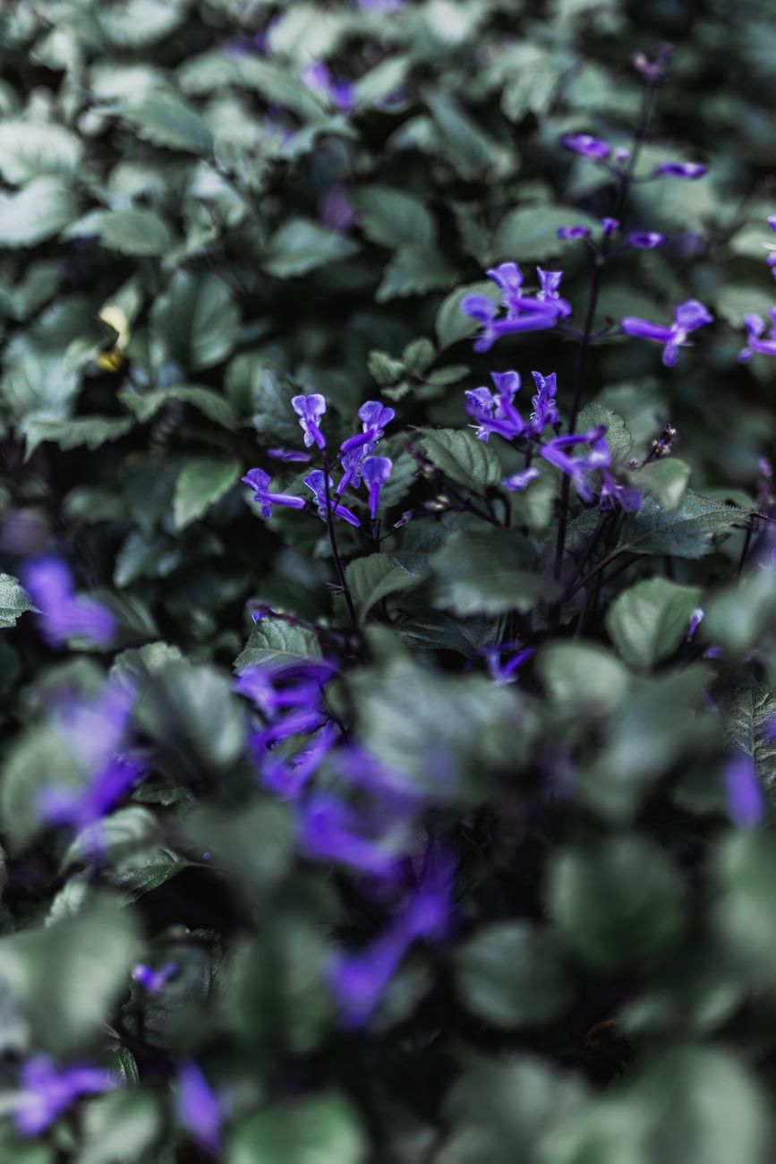 Swedish Ivy - Medium light indoor plant
