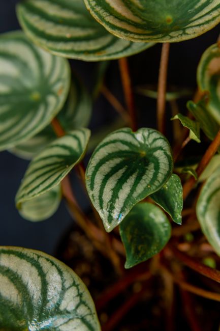 Watermelon Peperomia - Bright indirect indoor plant