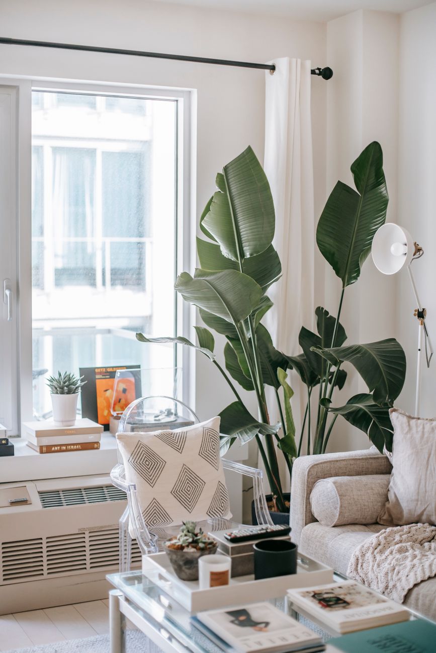 White Bird of Paradise - Direct sun indoor plant