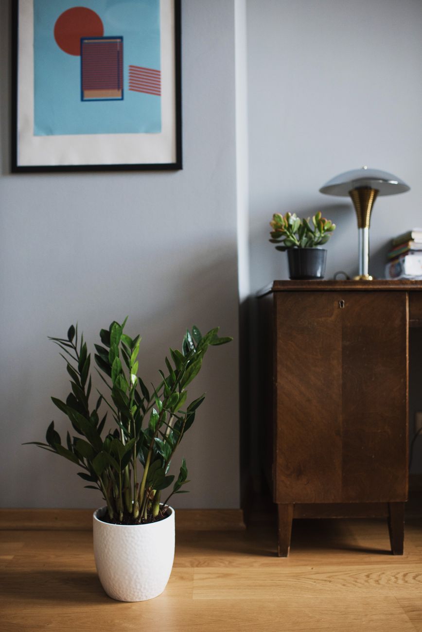 ZZ Plant - Low light indoor plant